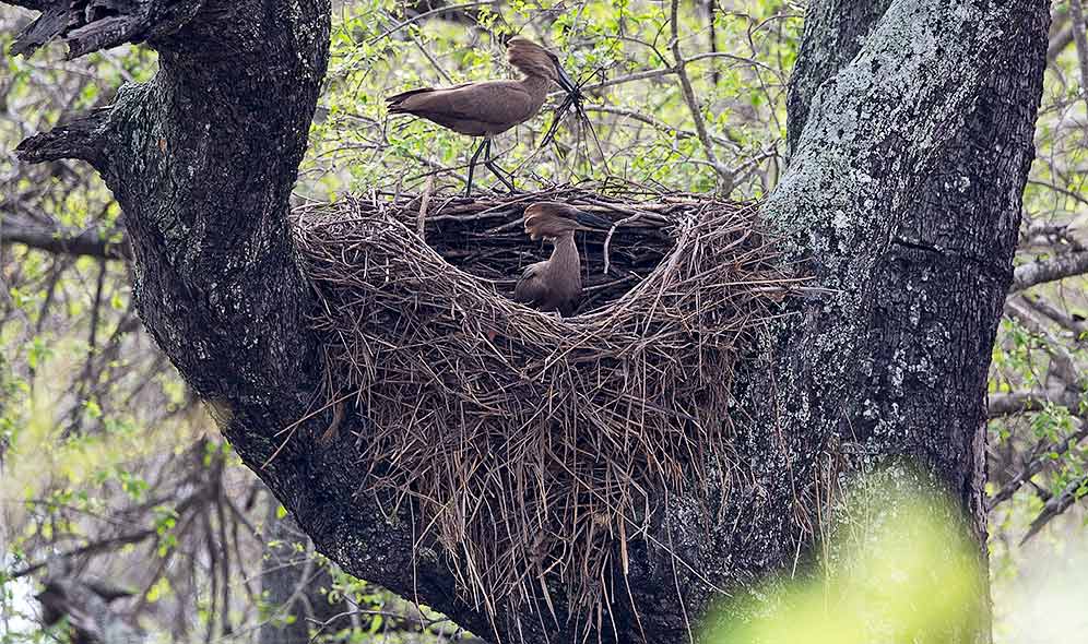 Hamerkop building nest
